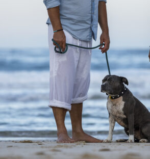 Beautiful shot of a couple on the beach with blue English Stafford dog